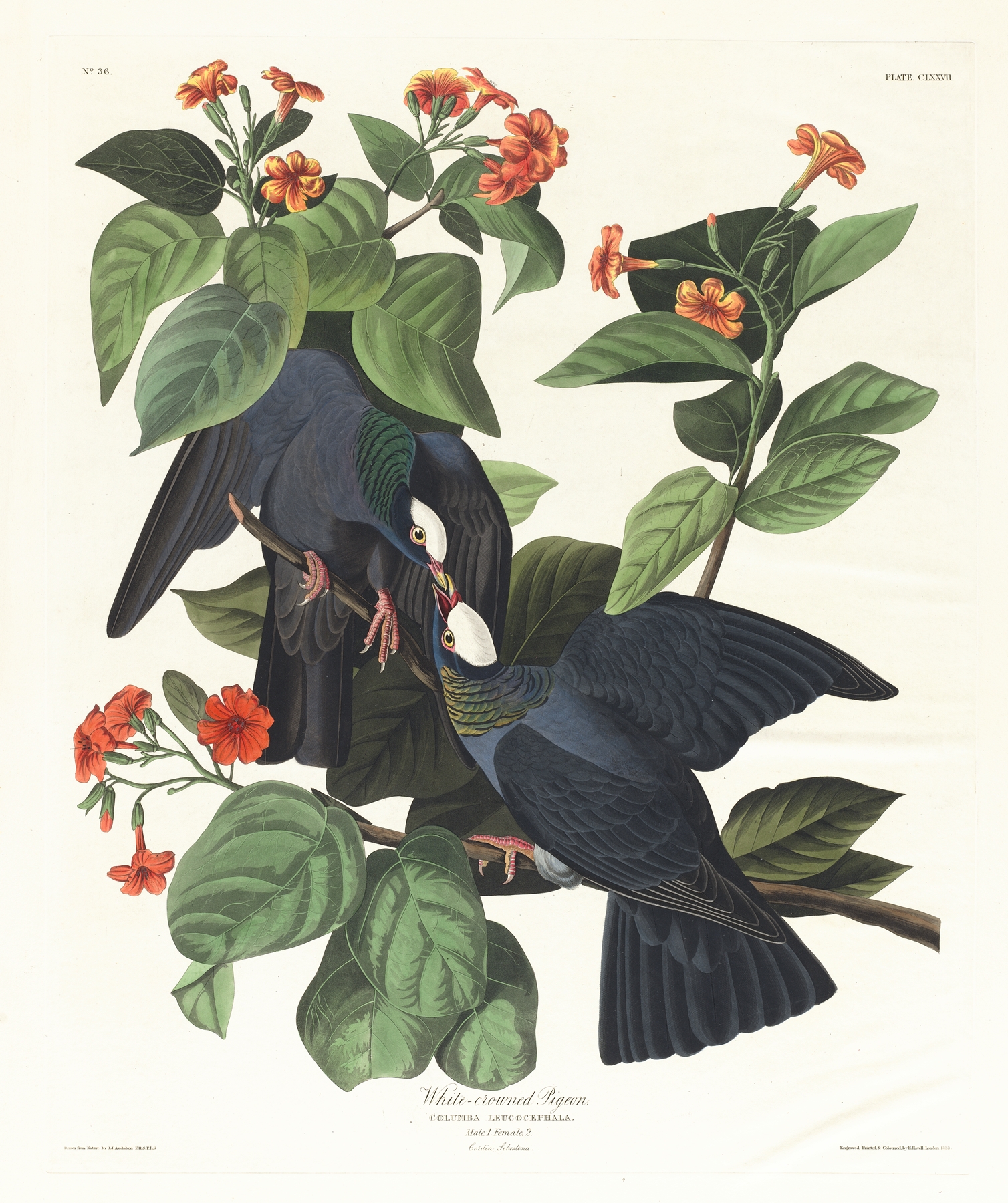 White-crowned pigeon by John James Audubon