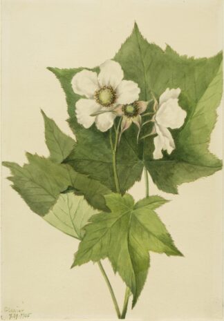 White Flowering Raspberry by Mary Vaux Walcott