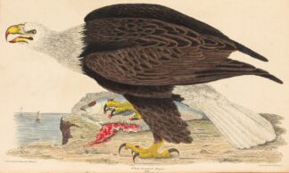 White-headed Eagle by Alexander Wilson