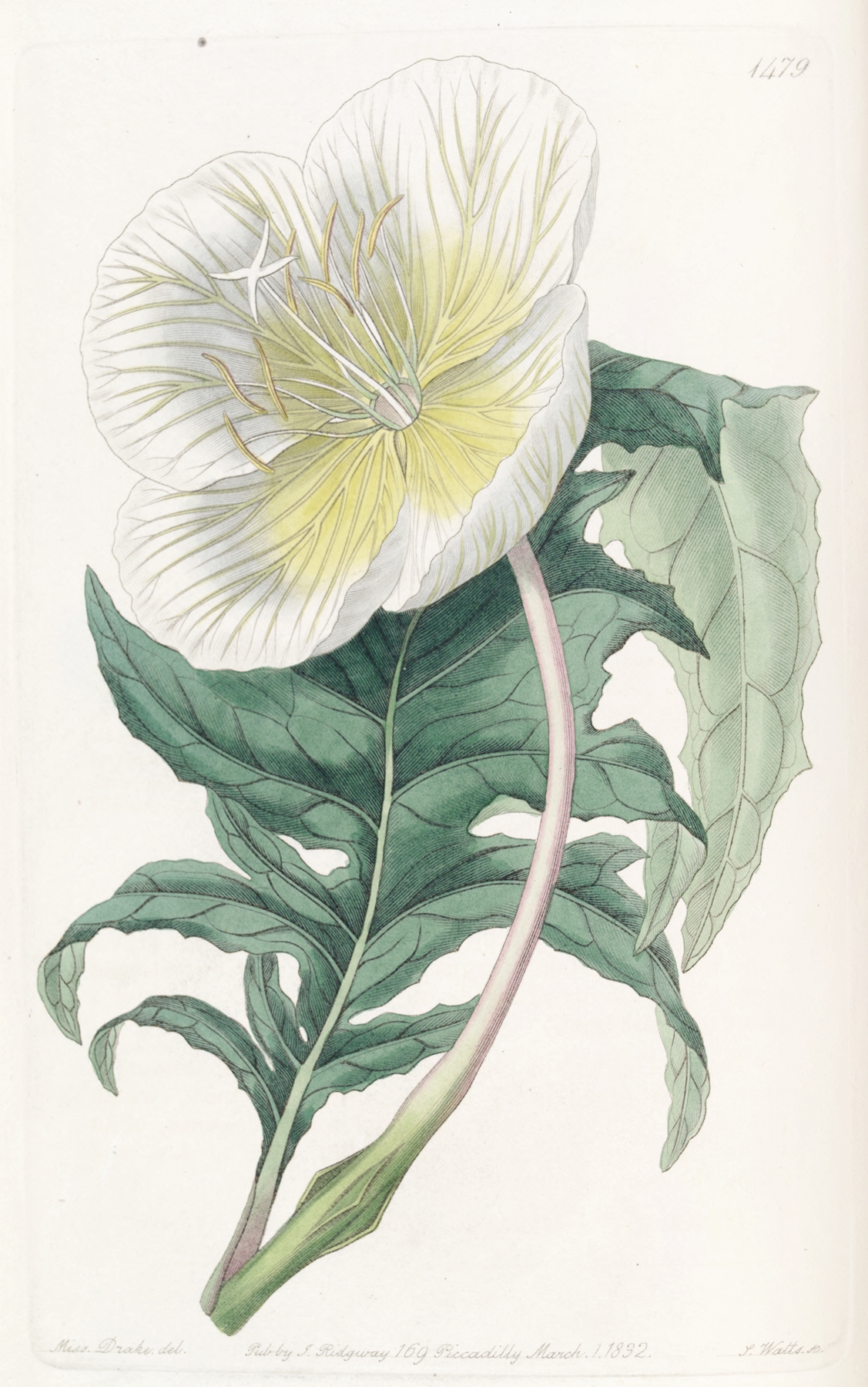 White Upright Evening Primrose by Sydenham Edwards