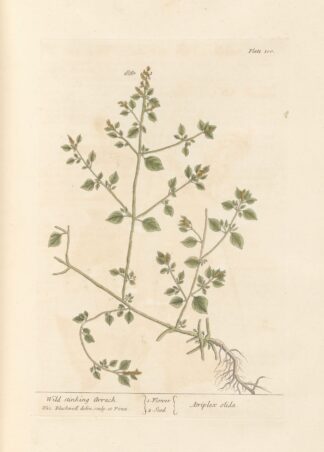 Wild stinking arrach by Elizabeth Blackwell