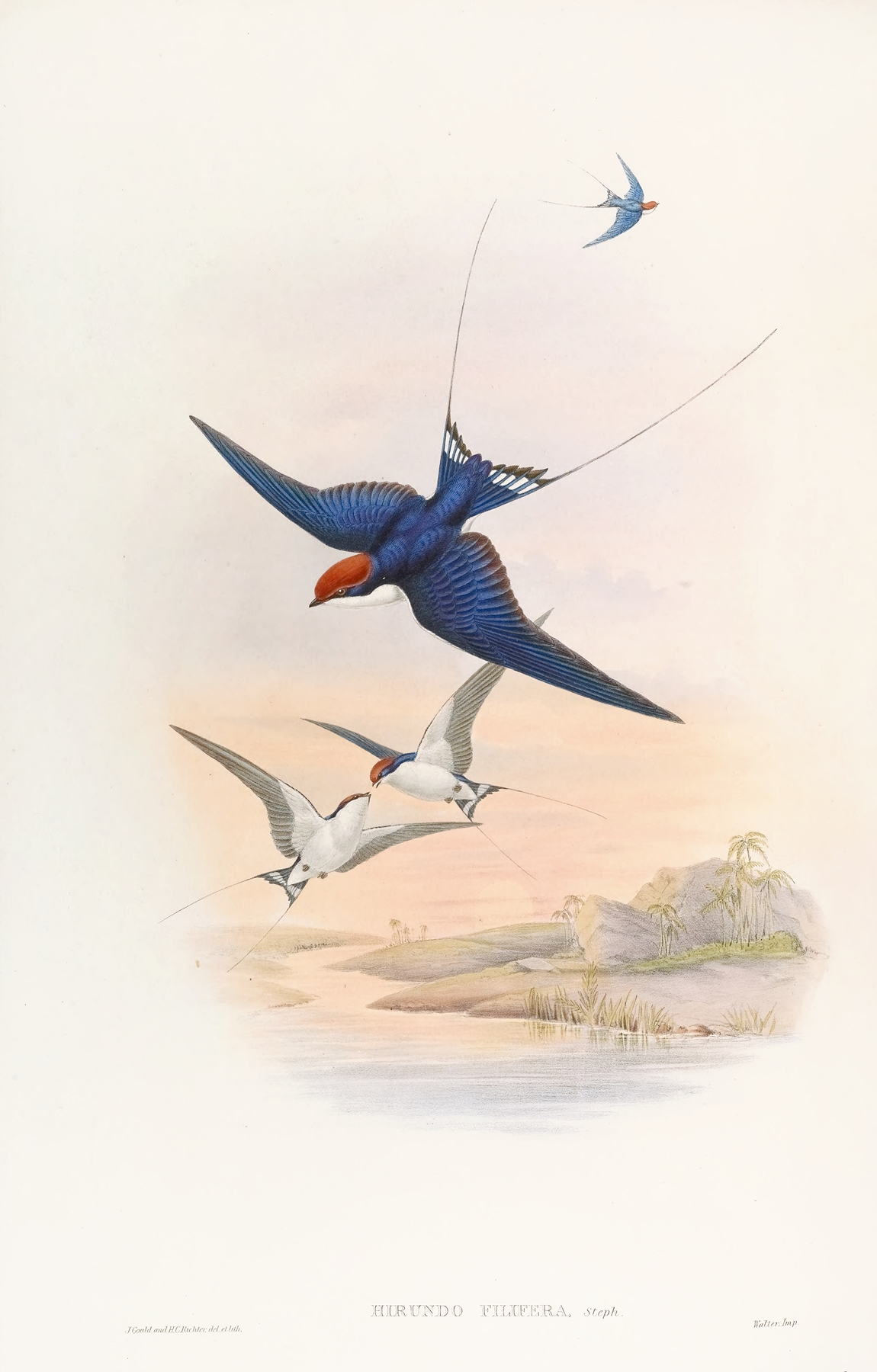 Wire-tailed Swallow by John Gould