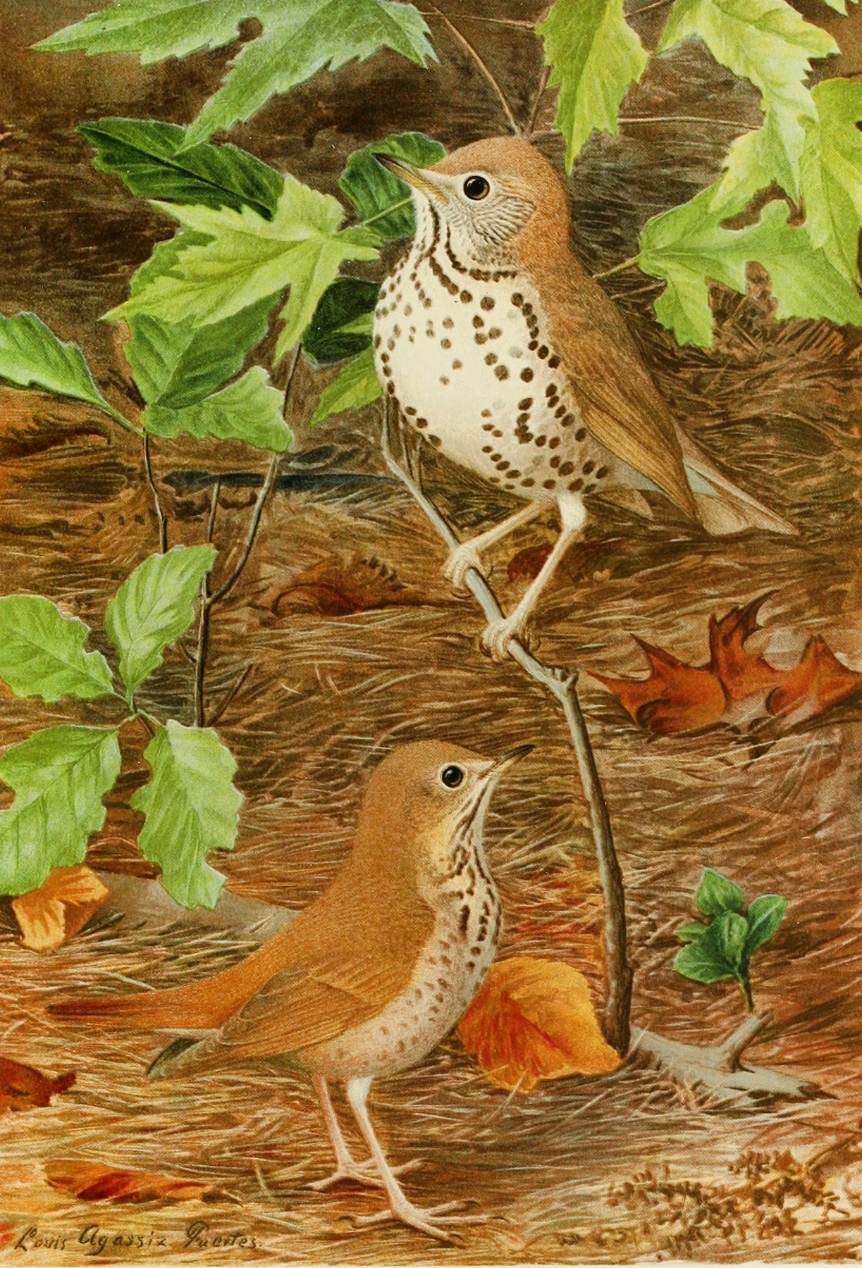 Wood Thrush,Hermit Thrush by Louis Agassiz Fuertes