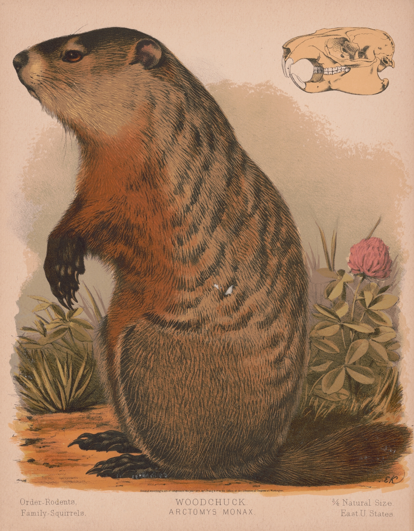Woodchuck – Arctomys monax by Louis Prang & Co.