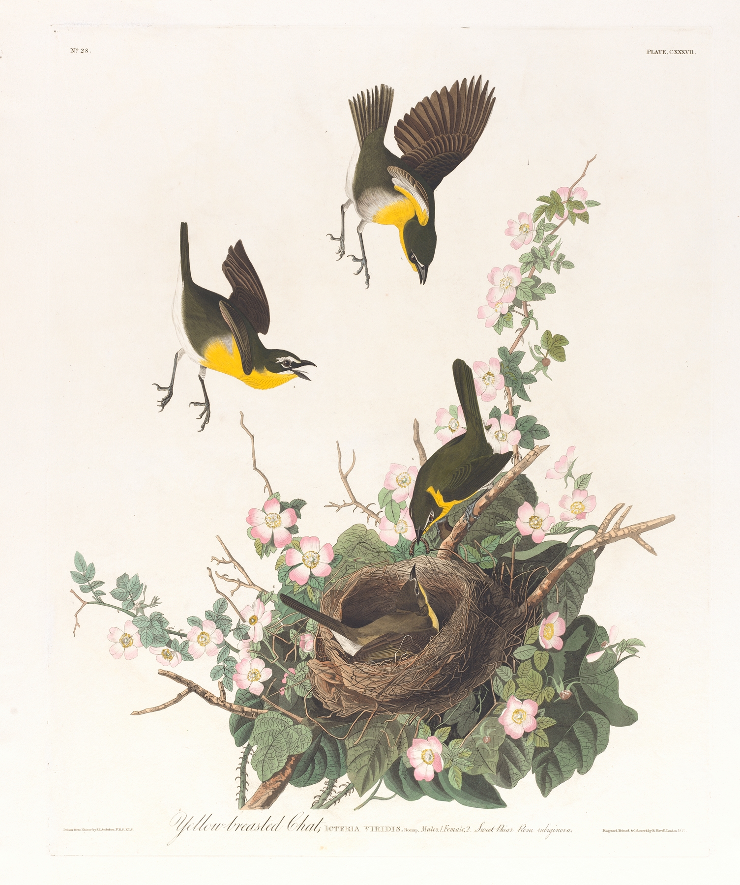 Yellow-breasted chat by John James Audubon
