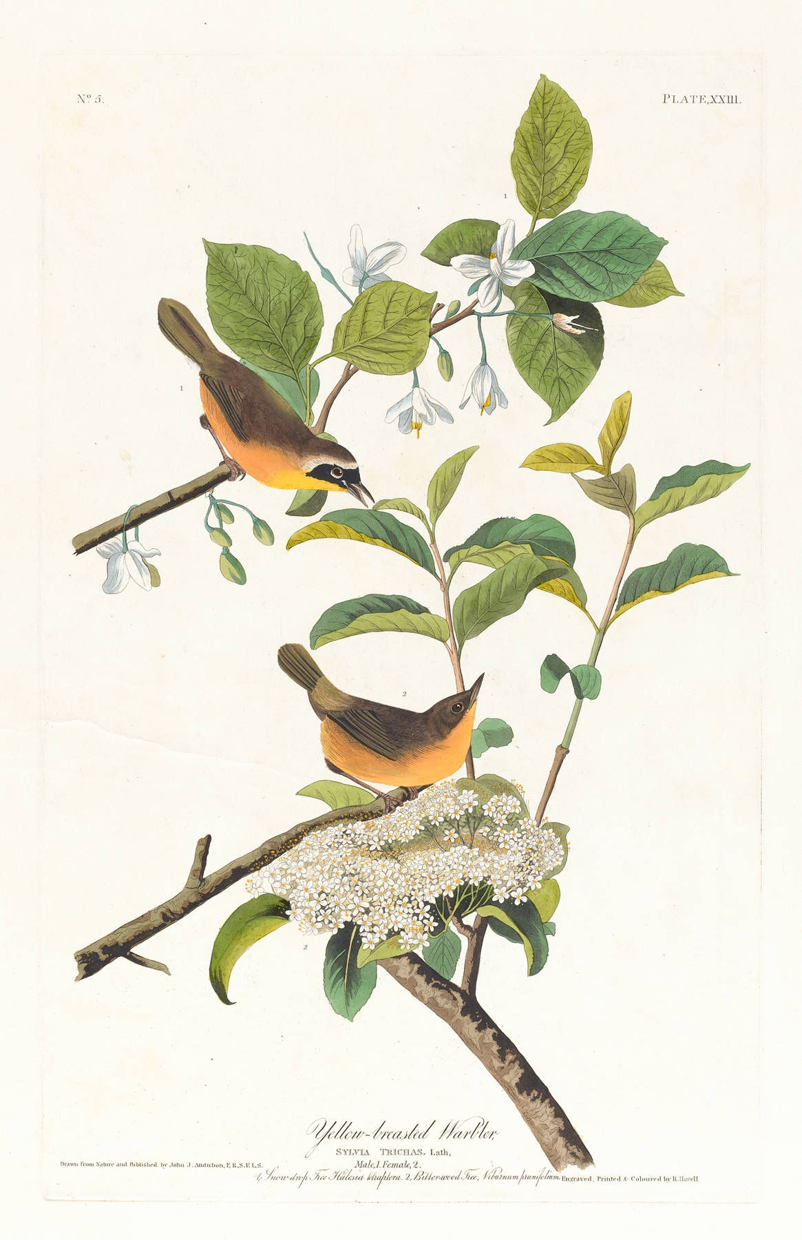Yellow-breasted warbler by John James Audubon