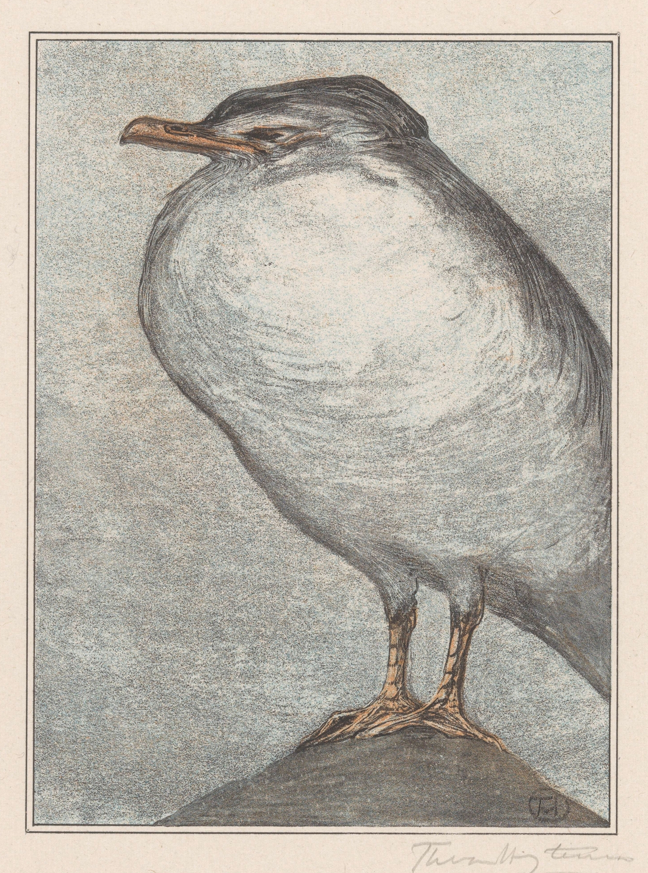 Zilvermeeuw by Theo van Hoytema