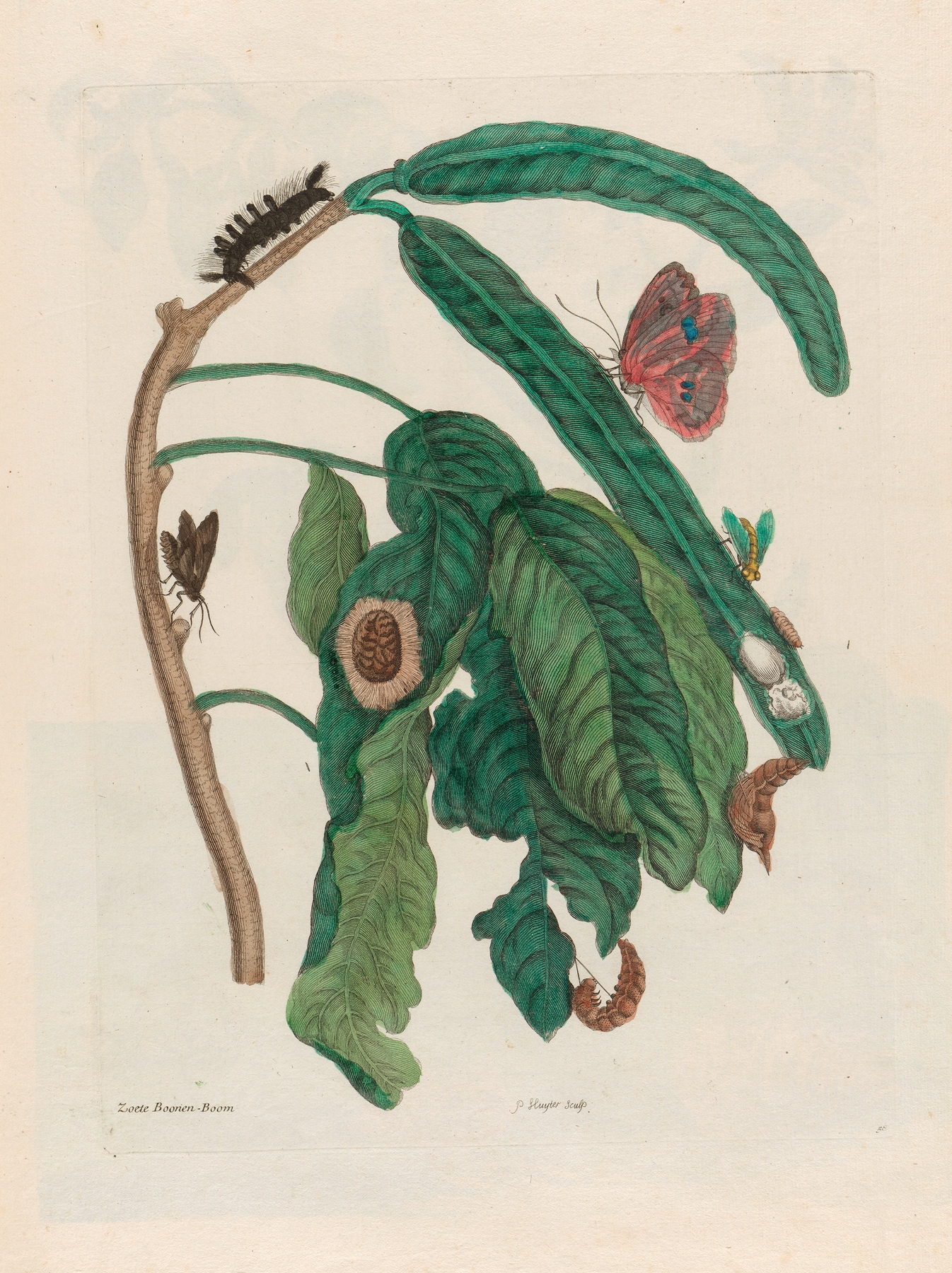 Zoete Boonen-Boom by Maria Sibylla Merian