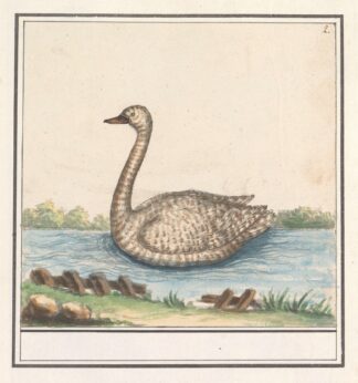 Zwaan by Anselmus Boëtius de Boodt